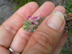 Indigofera rhodantha