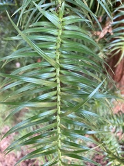 Cunninghamia