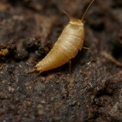 Atelura