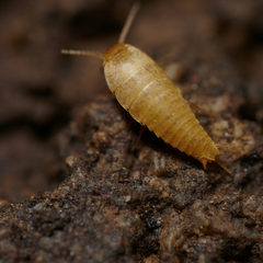Atelura
