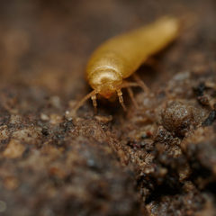 Atelura