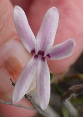 Cyphia digitata digitata