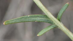 Cyphia digitata digitata