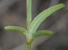 Cyphia digitata digitata