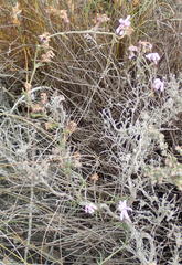 Cyphia digitata digitata