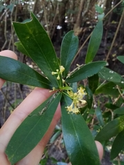 Daphnopsis racemosa