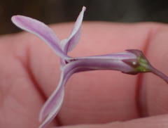 Cyphia digitata digitata