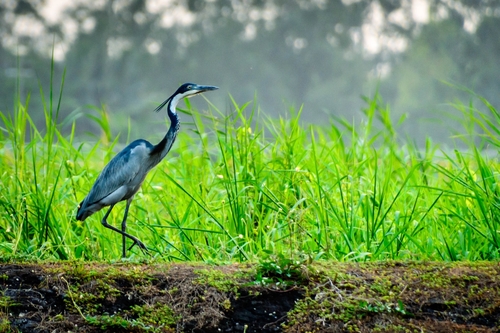 Black-headed Heron