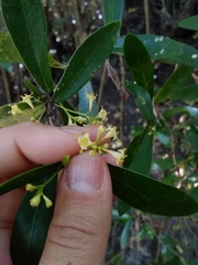 Daphnopsis racemosa