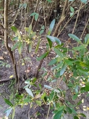 Daphnopsis racemosa