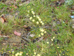 Acacia genistifolia