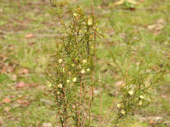 Acacia genistifolia