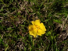 Crocanthemum brasiliense