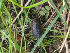 Armadillidium vulgare