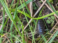 Armadillidium vulgare