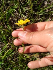 Crocanthemum brasiliense