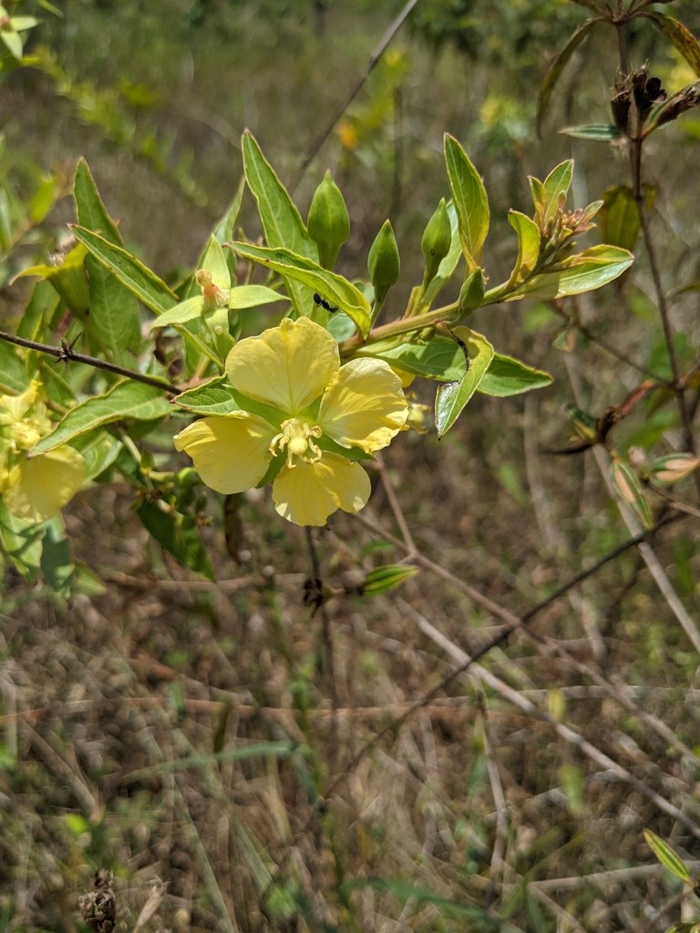 Ludwigia nervosa (Ludwigia nervosa)
