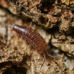 Chaetophiloscia hastata