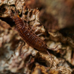 Chaetophiloscia hastata