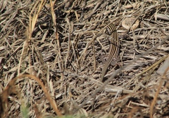 Aspidoscelis exsanguis