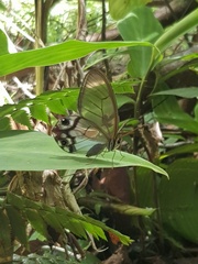 Haetera macleannania