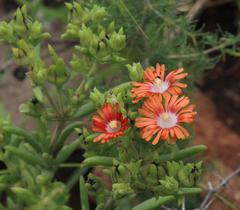 Delosperma multiflorum