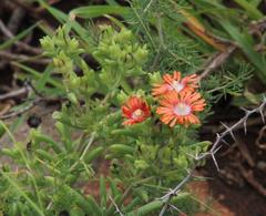 Delosperma multiflorum