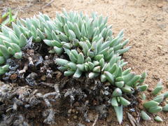 Ruschia pulvinaris