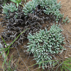 Ruschia pulvinaris