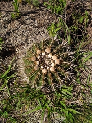 Parodia mammulosa