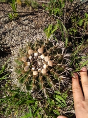 Parodia mammulosa