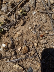 Eriopis chilensis