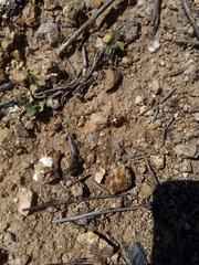 Eriopis chilensis