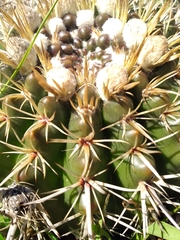Parodia mammulosa
