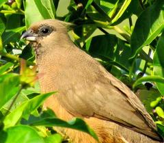 Colius striatus minor