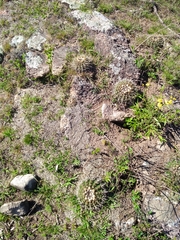 Parodia mammulosa