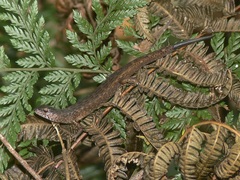 Saproscincus