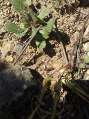 Eriopis chilensis