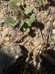 Eriopis chilensis