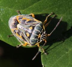 Antestiopsis