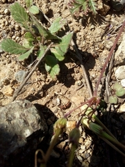 Eriopis chilensis