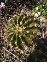 Echinopsis oxygona
