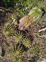 Echinopsis oxygona