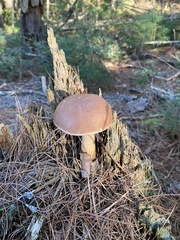 Austroboletus gracilis
