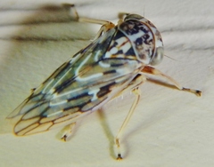 Idiocerus moniliferae