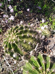 Echinopsis oxygona
