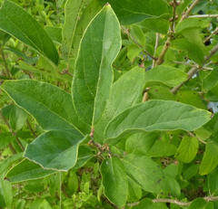 Lonicera caerulea