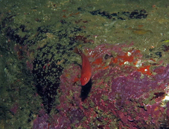 Austrolabrus maculatus