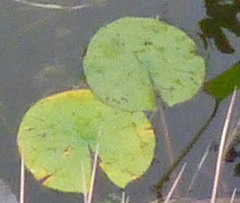 Nymphaea odorata odorata