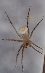 Pardosa vadosa